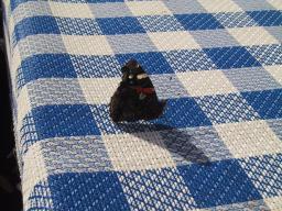 Sep 25 22:43:18 2000